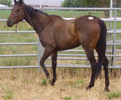 Sophie at Feed Lot